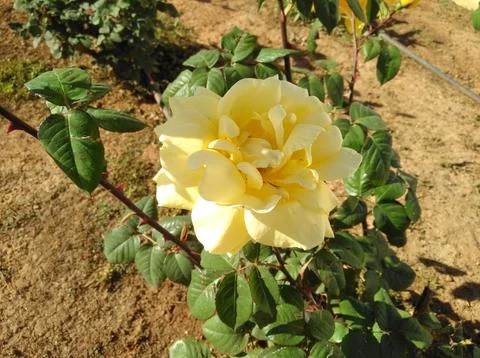 Rose flower Stock Photos