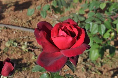 Rose flower Stock Photos