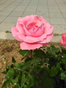 Rose flower Foto stock