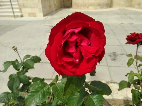 Rose flower Stock Photos