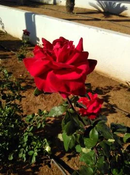 Rose flower Stock Photos