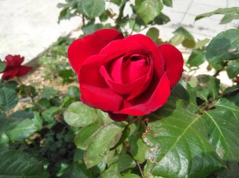 Rose flower 스톡 사진