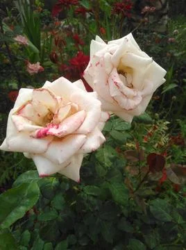 Rose flower 스톡 사진