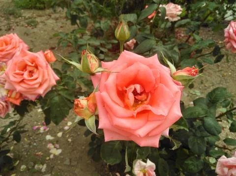 Rose flower Stock-Fotos