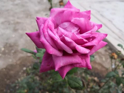 Rose flower Stock Photos