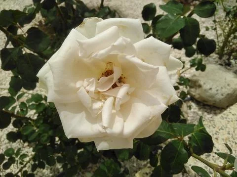 Rose flower Stock Photos