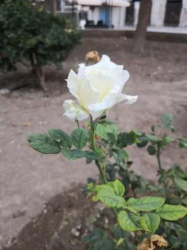 Rose flower Stock Photos