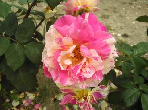 Rose flower Stock Photos