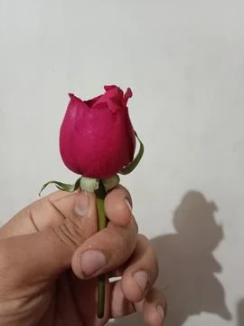 Rose Flower Stock Photos