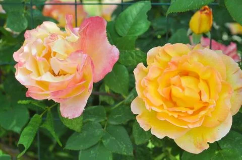 Rose flower Stock Photos