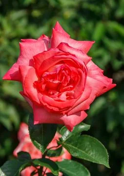Rose flower Foto stock
