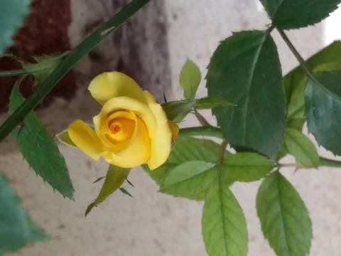 A rose in a flower pot Foto stock