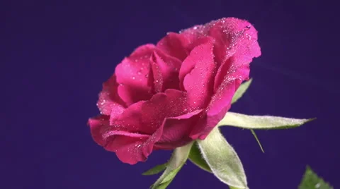 Rose flower in the rain, drops of water shining as diamonds, close up Stock Footage 66773986