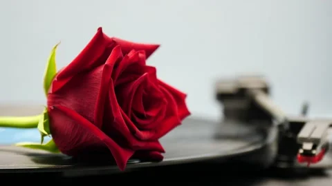 Rose flower red falls onto old record player Stock-Footage 150251337
