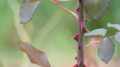 Rose flower red thorns in close up Stock Footage 40649414