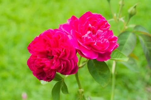 Rose flower , Selective Focus Stock Photos