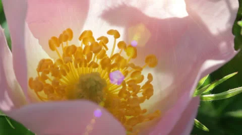 Rose Flower In The Sun Stock Footage 24632629