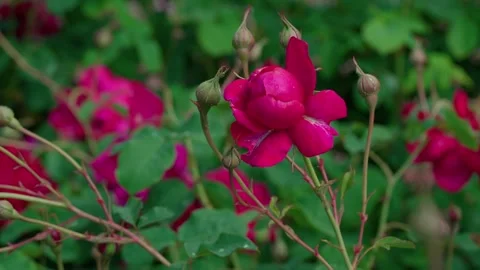 Rose flower surrounded by unopened buds Stock Footage 316262266