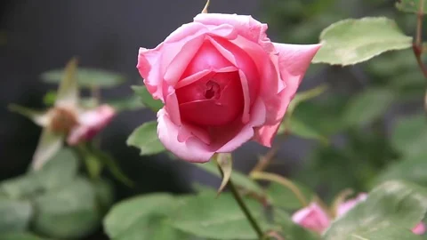 Rose flower swinging Stock-Footage 83774965