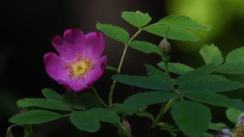 Rose flower in taiga, Siberia Video stock 282829133