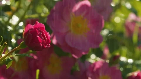 Rose flower under the rain Stock Footage 135318822