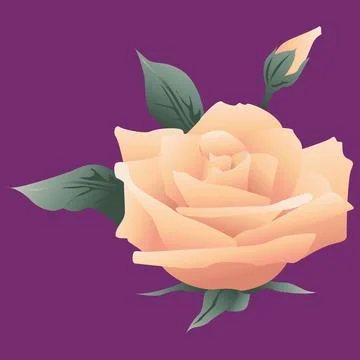 Rose flower vector art illustrator Stock Illustration