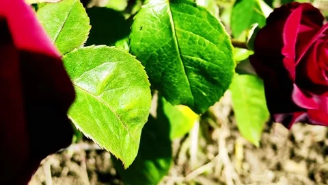 Rose flower. View from above. Stock-Footage 154848936