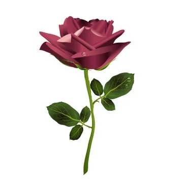 A rose flower on a white background with drops of dew in color Marsala. Vector Stock Illustration