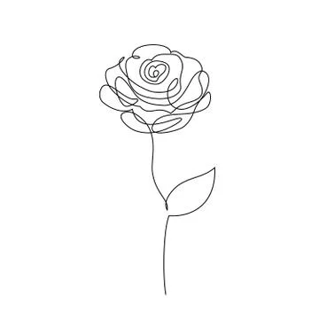 Rose flower on white Stock Illustration