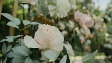 Rose flower in the wind Stock Footage 274340975