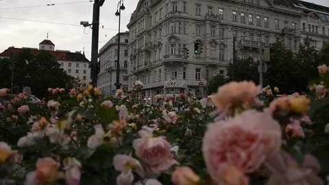 Rose flowerbed in Central Vienna Stock Footage 134987133
