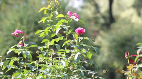 Rose on the flowerbed Stock-Footage 38529286