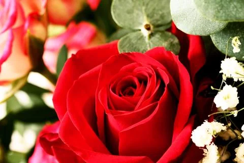 Rose flowers background close up Stock Photos
