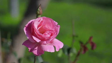 Rose flowers blooming. Stock Footage 49446539