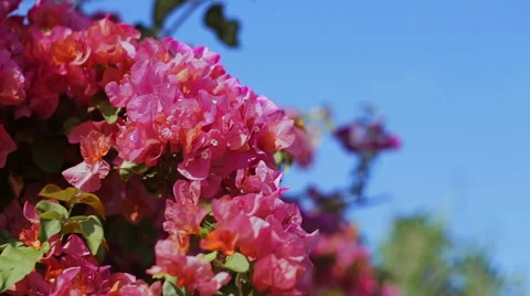 Rose flowers blooming. Stock Footage 49446842