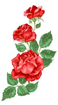 Rose flowers decorative element in vector illustration Stock Illustration