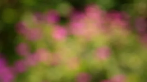 Rose flowers Stockbeeldmateriaal 10833632