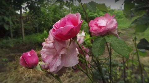Rose flowers 動画素材 131599652