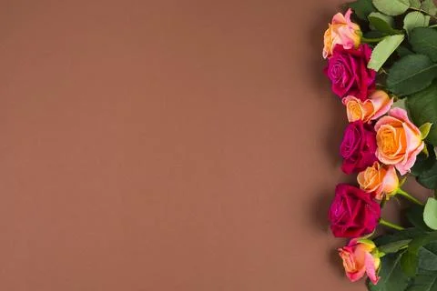 Rose flowers framing one side Stock Photos