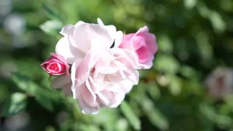 Rose flowers in the garden. Video stock 263579364