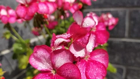 Rose flowers on gray wall Video stock 240930180