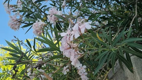 Rose flowers in Greece moving with the wind. Stock Footage 219875393