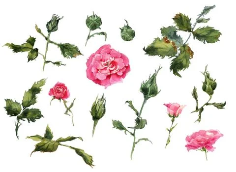 Rose flowers handmade watercolor pattern gentle Stock Illustration