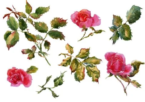 Rose flowers handmade watercolor pattern gentle Stock Illustration