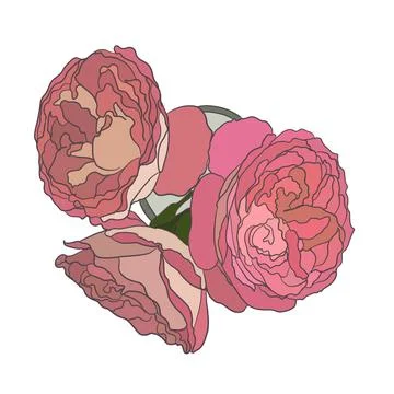 Rose flowers Stock Illustration