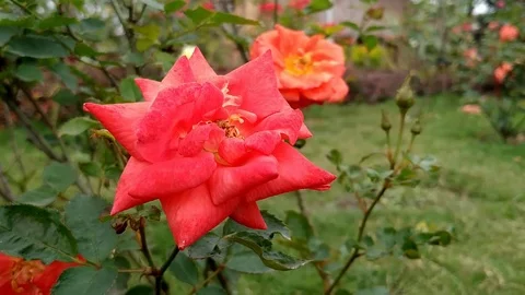Rose flowers inside a garden Stock Footage 126230696