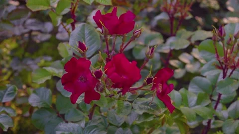 Rose flowers in the park sway in the wind 스톡 동영상 244642407