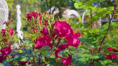 Rose flowers in the park sway in the wind Stockbeeldmateriaal 244643401