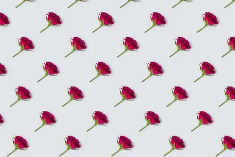 Rose flowers pattern on a blue pastel background. Stock Photos
