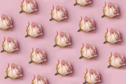 Rose flowers pattern on pink background Stock Photos
